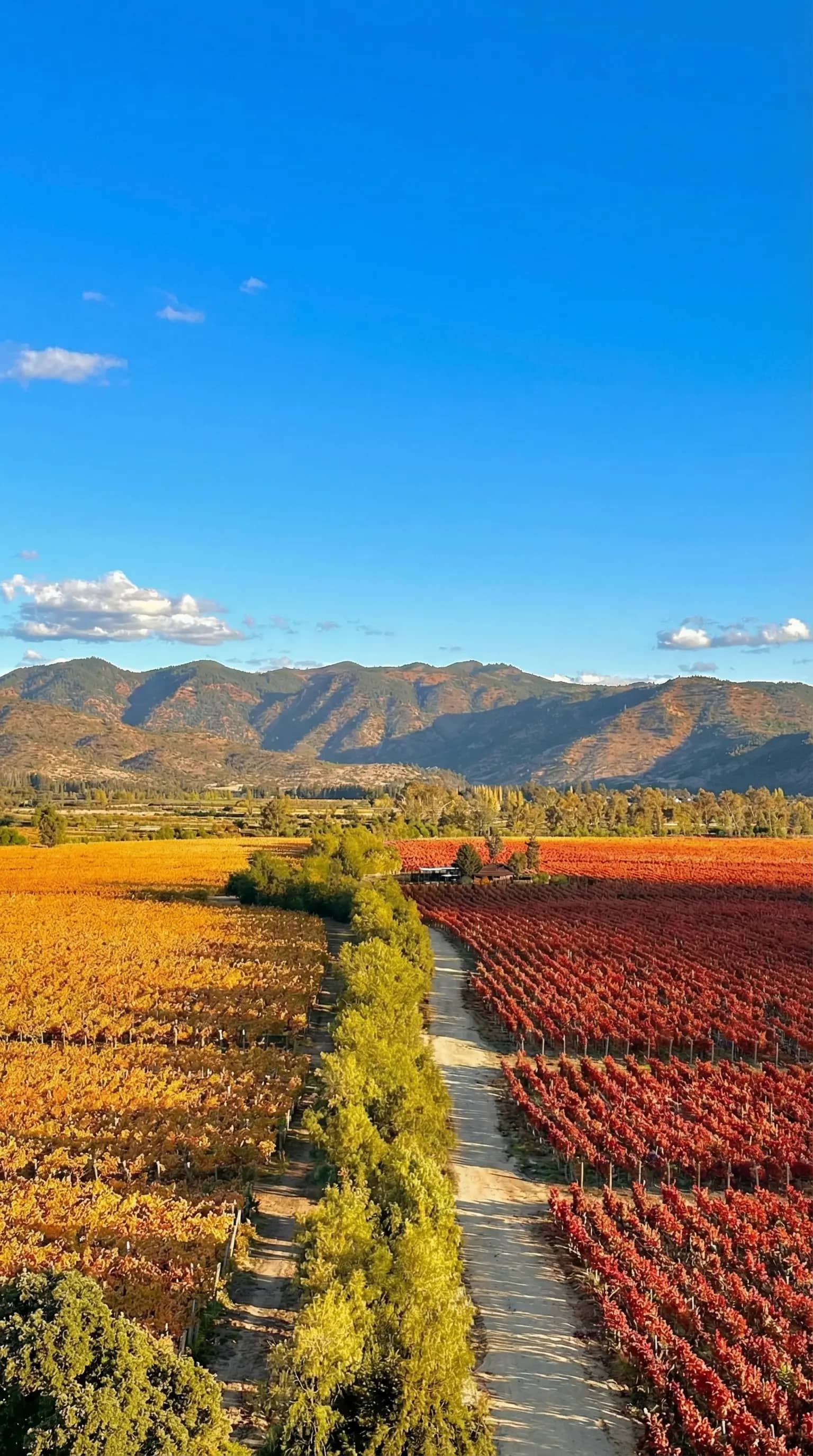Viñedos de Viña Santa Cruz en Valle de Colchagua