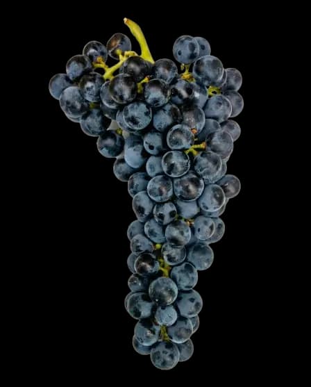 Carmenere