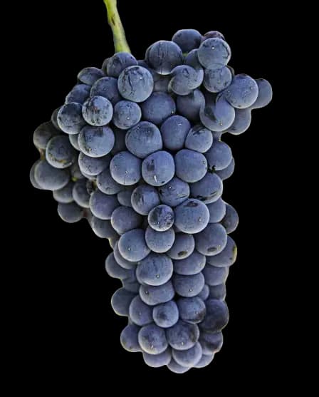 Malbec