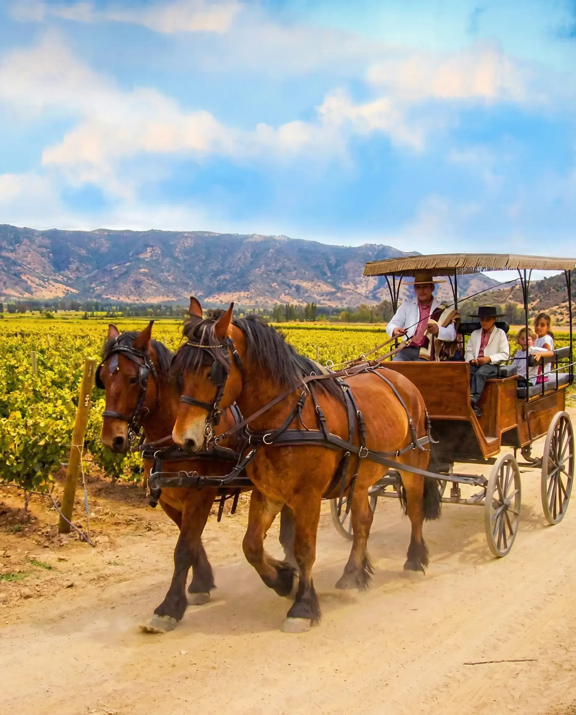 Paseo por el Viñedo en Carruaje